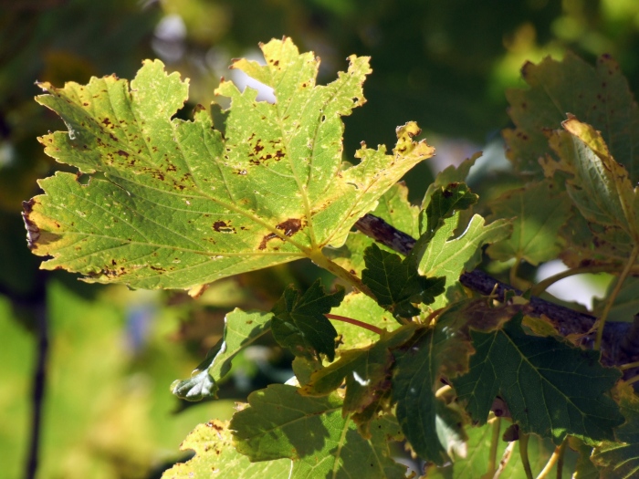 Acer pseudoplatanus